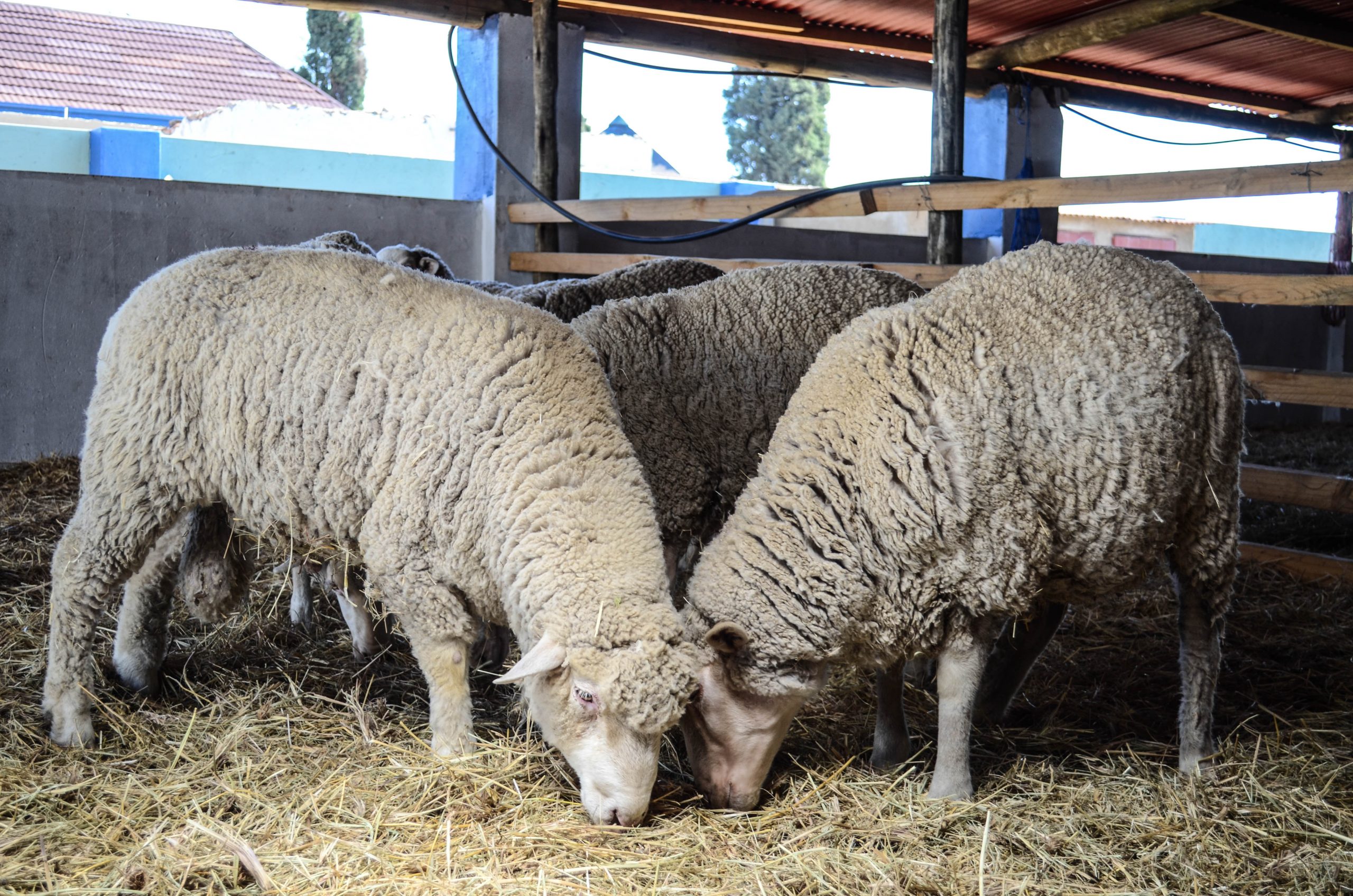 Animal Production Ekurhuleni Agricultural College